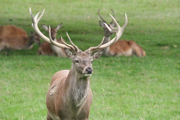 Neck muscles grow at the same time as antlers.