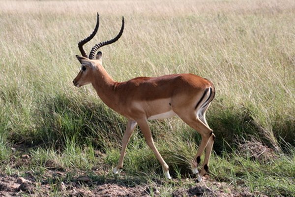 The gazelle family contains many members, including the dama gazelle