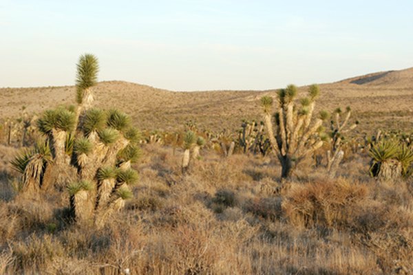 The drylands of the Intermountain West are largely due to a rainshadow effect from windward mountain ranges.
