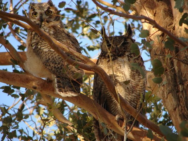 Great horned owls live in woodlands.