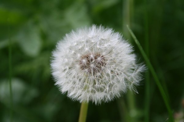 Dandilion seeds are blown away by the wind.