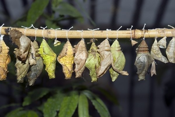 Caterpillars pupate in a chrysalis or cocoon.