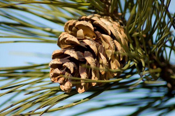 Your project begins with a pine cone.