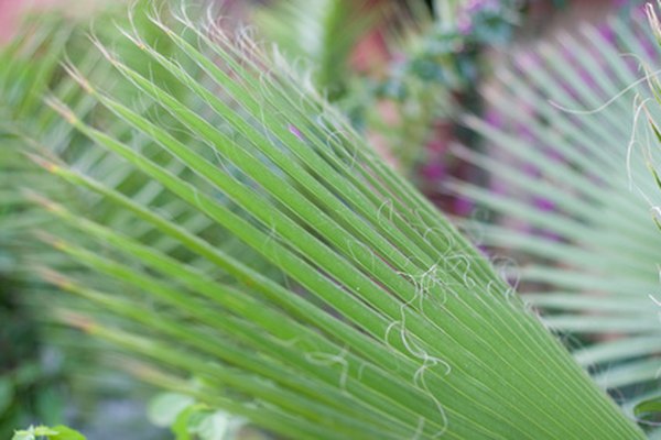 Photo Credit: Palm tree image by Sergey Danilov from <a href='http://www.fotolia.com'>Fotolia.com</a> A Malaysian palm tree has medicinal qualities.