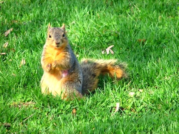 Common squirrels enjoy sunflower seeds.