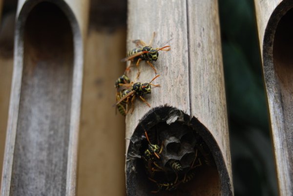 Wasps nests take several forms, depending on the type of wasp.