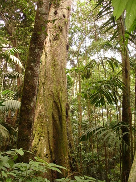 Photo Credit: giant tree trunk base image by Marta Reimpell from <a href='http://www.fotolia.com'>Fotolia.com</a> Tropical rainforests are rich in plant and animal life.
