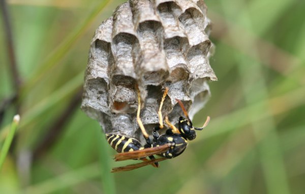 Yellow jackets prey on insects and spiders.