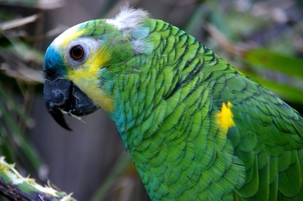 Most of the world's species are found in rainforests.