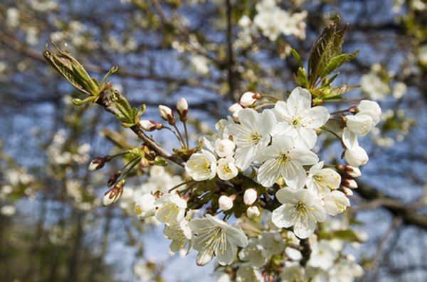 Photo Credit: cherry tree flower image by Lovrencg from <a href='http://www.fotolia.com'>Fotolia.com</a> A cherry tree provides food, yet at the same time it beautifies your yard.