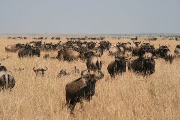 Wildebeests migrate in large herds all year.