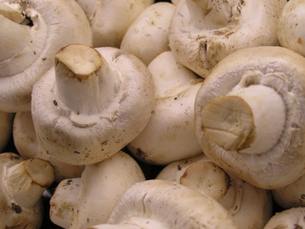 Tree mushrooms often grow in clusters.