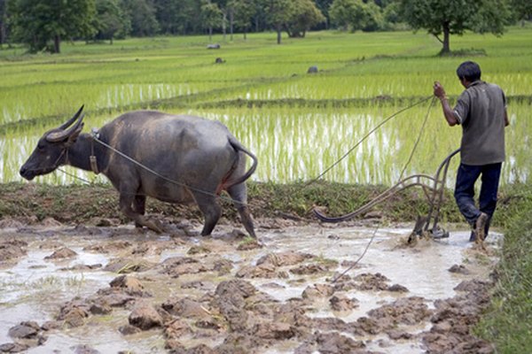 Rice paddies are a form of man-made wetlands.