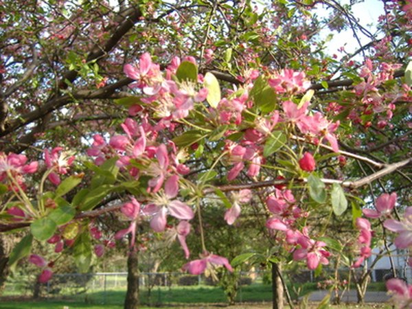 Photo Credit: Flowering Tree image by Lidka from <a href='http://www.fotolia.com'>Fotolia.com</a> Flowering trees beautify property.