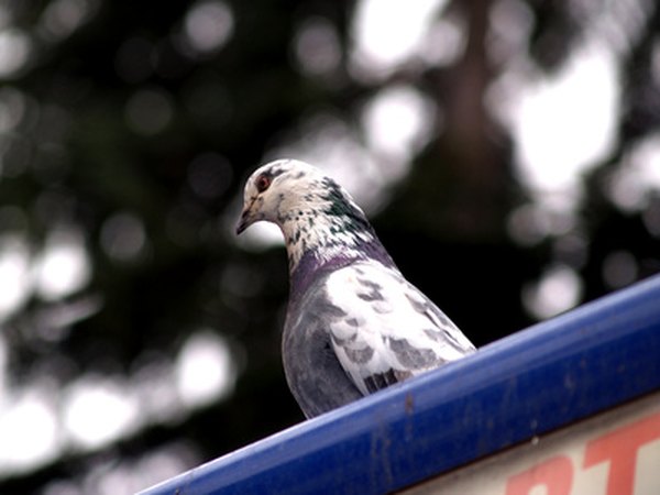 Doves, like many varieties of bird, enjoy sunflower seeds.