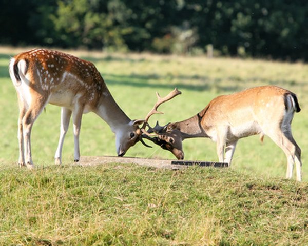 Bucks can get  hopelessly interlocked during combat and die of starvation.