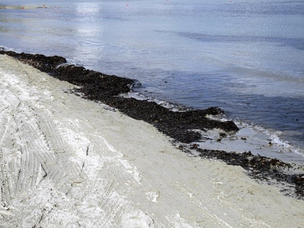 Seaweed washed ashore has been used as fertilizer for centuries.