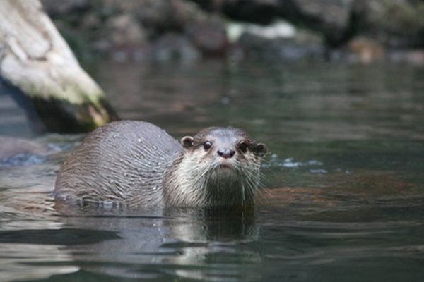 River otters have five toes and webbed feet.