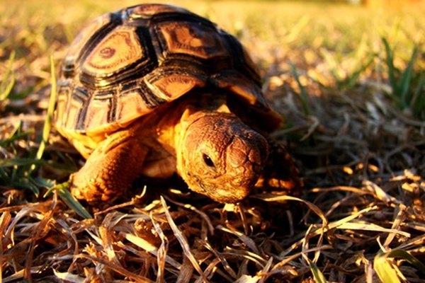 Tortoises survive in the desert eating by desert plants.