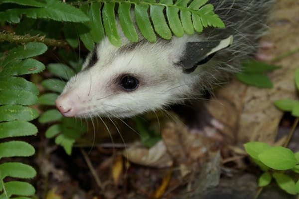 Opossums eat a wide variety of foods, including carrion.