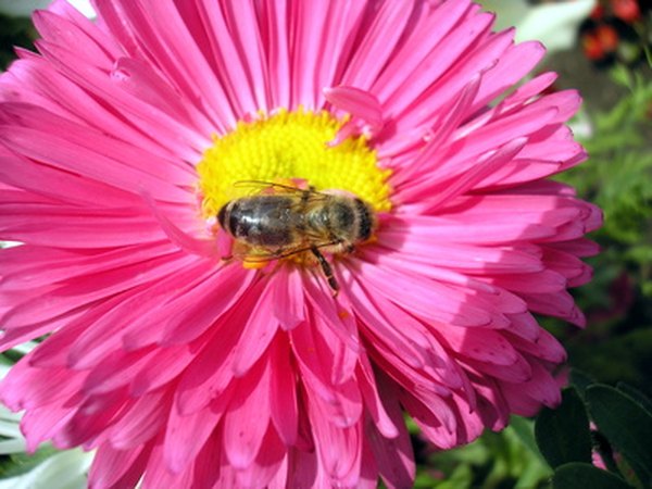 Bees have furrier bodies than wasps and are interested in pollen.