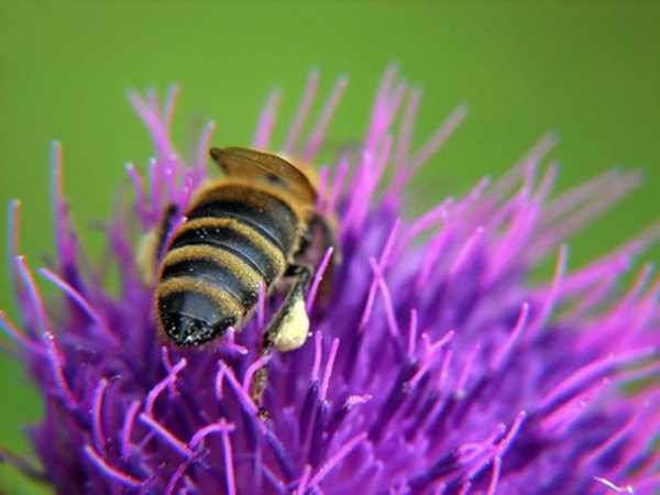 Insects collect pollen as they travel.