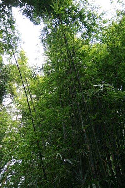 Bamboo is the tallest grass. 