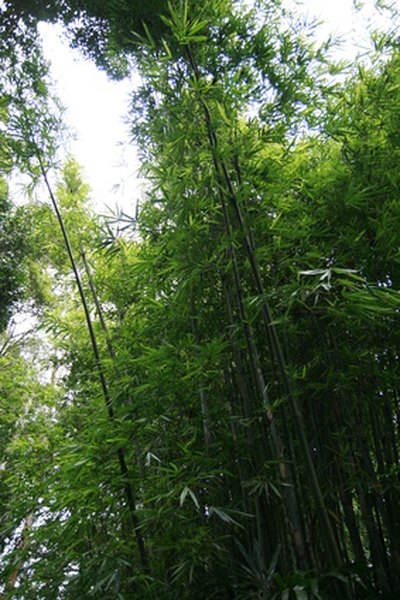 How Do Animals Adapt to the Temperate Rainforest?