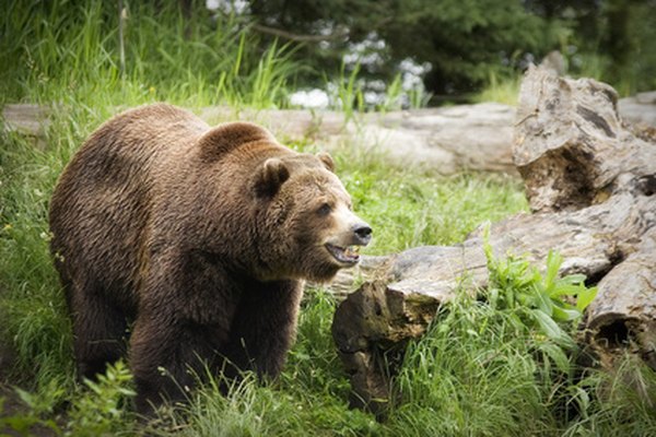 Grizzly bears are large, but they can run very fast when threatened. 