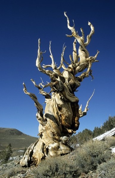 Bristlecone pines conserve moisture before growing each season. 