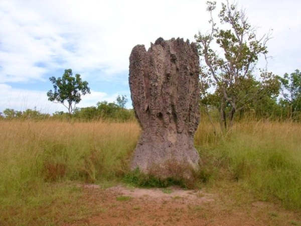 Termite larvae ingest the feces of adult termites in order to obtain protozoa