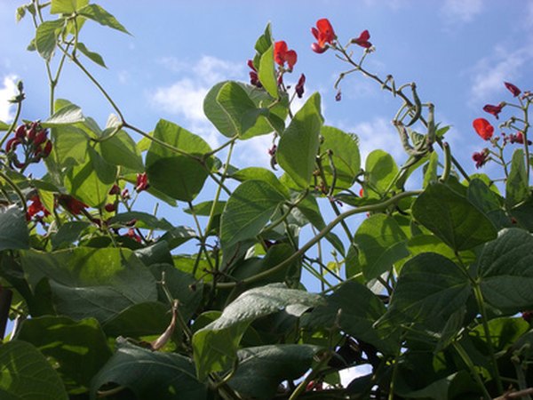 Peas and beans are leguminous flowering plants.