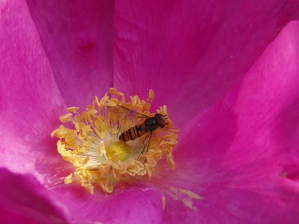 Flying insects move pollen containing angiosperm genes long distances.