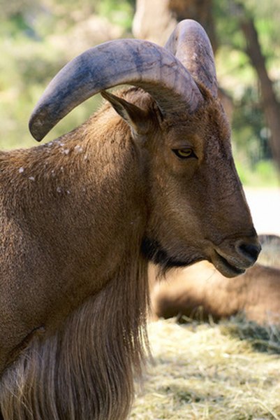 Horns are solid bone and permanent.