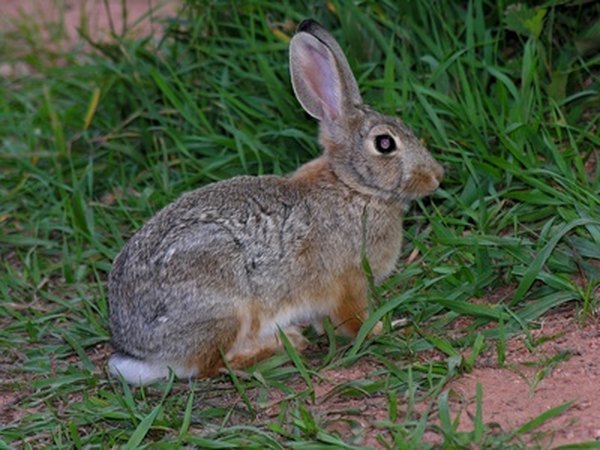 The long, rear feet of a rabbit make their prints easy to identify.