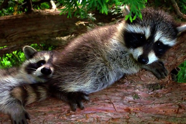 Raccoons often nest in tree cavities in woodlands.