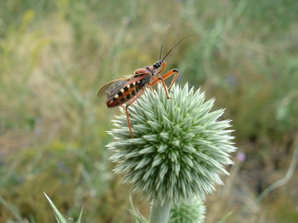 When many life cycles are working together, an ecosystem develops.