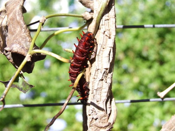 Caterpillars have a hairy surface.