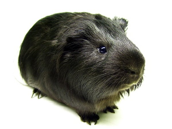 Photo Credit: guinea-pig image by Danil Kashirskj from <a href='http://www.fotolia.com'>Fotolia.com</a> Phoberomys, a giant rodent