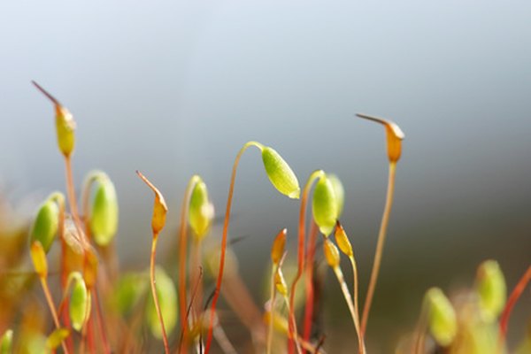 Sporangia held aloft by the seta