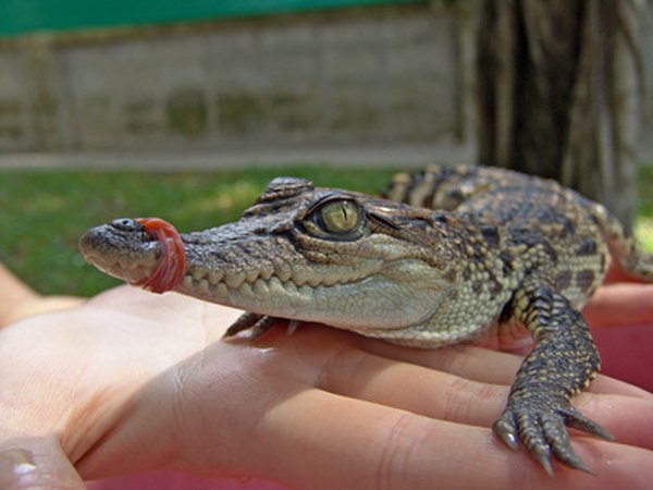 Photo Credit: Baby crocodile. Crocodile farm, Thailand. image by diter from <a href='http://www.fotolia.com'>Fotolia.com</a> Crocodile
