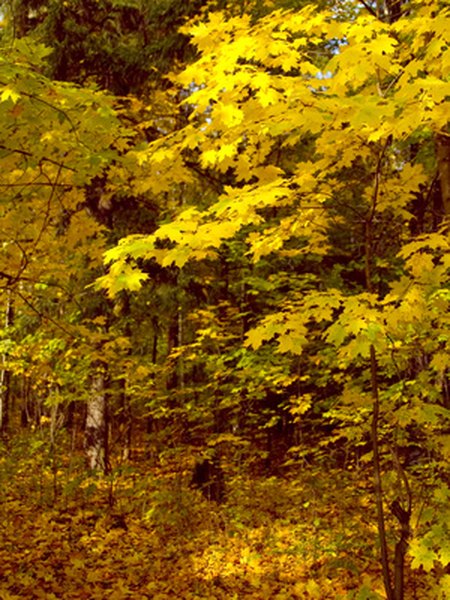 Temperate regions are home to fantastic color displays as seasons change.