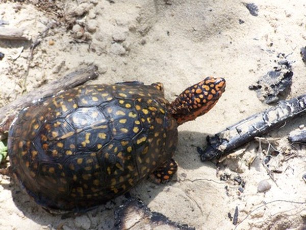 Eastern Box Turtle