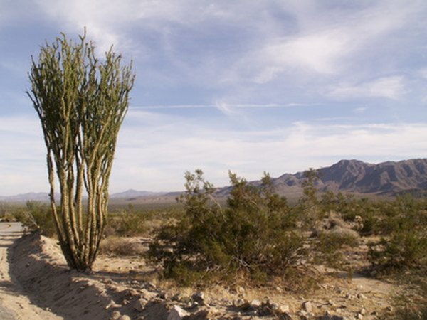 Desert plants and wildflowers