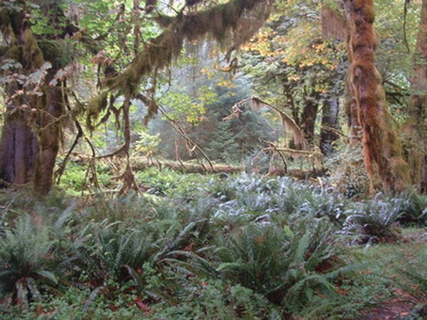 Rain forests grow in thick layers, shading undergrowth plants.