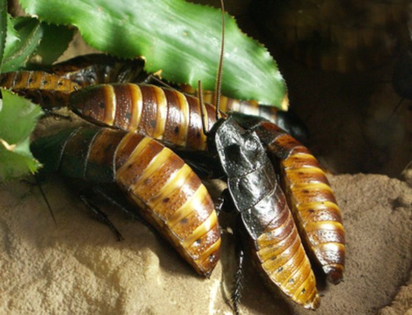 The fire beetle grub, called a wireworm, is a pest in tobbacco, potato and corn fields.