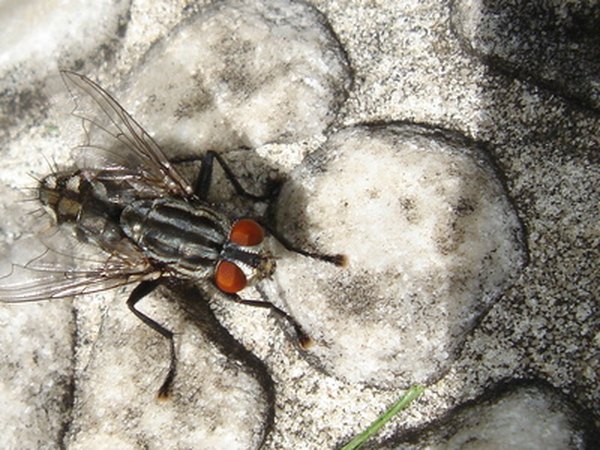 Maggots are the larvae of flies.