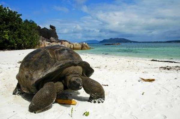 Giant land tortoises can live for over 100 years.