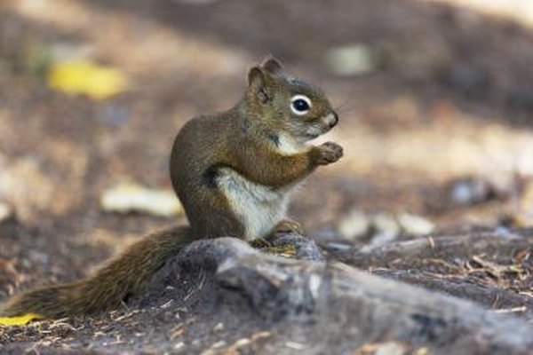 squirrel with pine seed