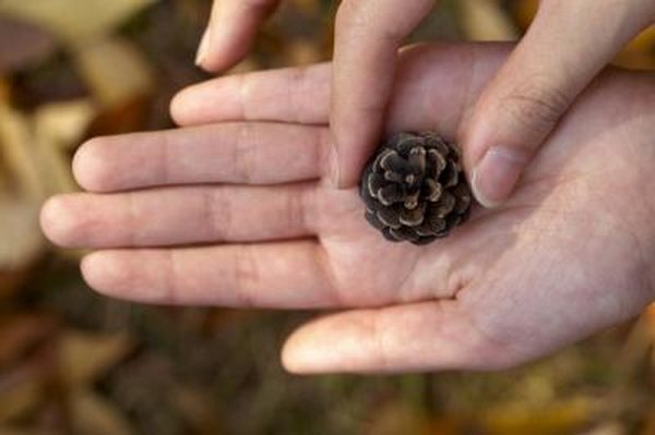 Woman holding pinecone